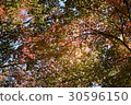 Ceiling of autumn leaves 30596150