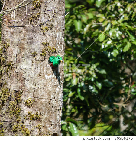 Resplendent Quetzal male in tree hole nest 30596170