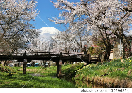 春天的櫻花和富士山 春天的櫻花和富士山 30596254