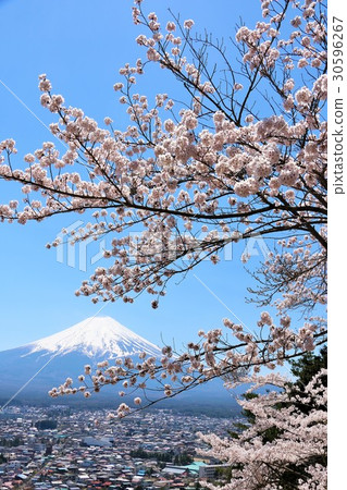 Cherry blossoms in full bloom and scenery of Mt. Fuji Cherry blossoms in full bloom and scenery of Mt. Fuji 30596267