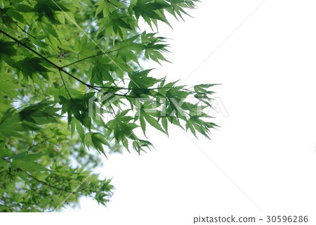 Maple  30596286