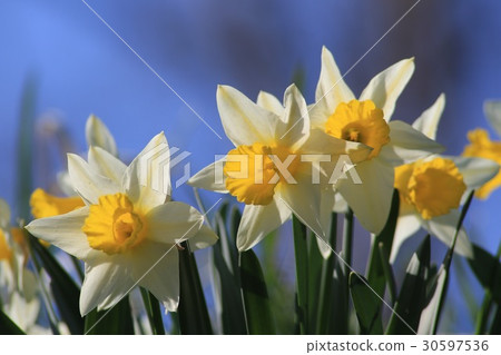 Narcissus (trumpet) Narcissus (trumpet) 30597536