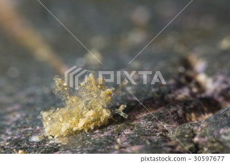 Affiliation Affiliation 30597677