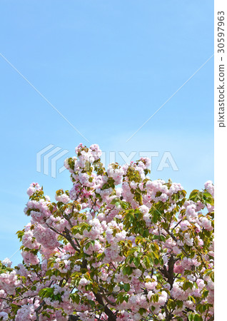 雙櫻花 雙櫻花 30597963