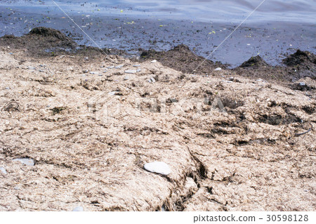 Smelly, rotten seaweed on the seashore 30598128