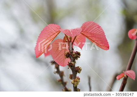 Phellodendron紅色葉子 Phellodendron紅色葉子 30598147