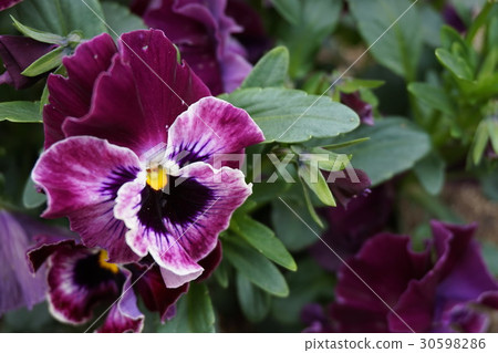 Pansy 30598286
