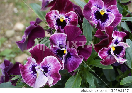 Pansy Pansy 30598327