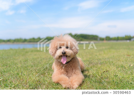 blue toy poodle