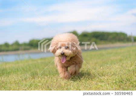 blue toy poodle