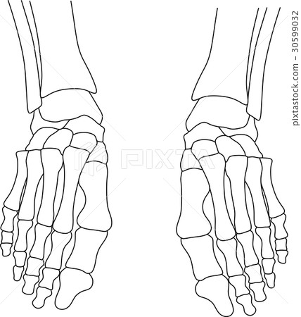 Foot skeleton dissection Foot skeleton dissection 30599032