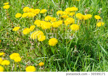 Close up of blooming yellow dandelion flowers Close up of blooming yellow dandelion flowers 30599171