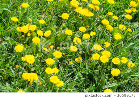 Close up of blooming yellow dandelion flowers Close up of blooming yellow dandelion flowers 30599175