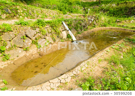 Rice terraces of Izu and Ishibe 30599208