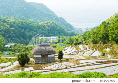 Rice terraces of Izu and Ishibe 30599209