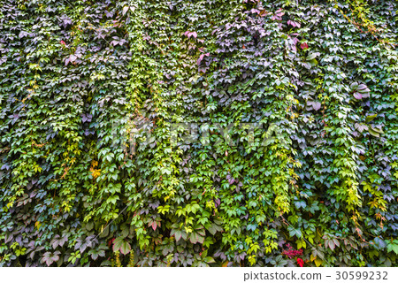 Background of brick wall texture and grape-vine 30599232