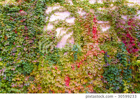 Background of brick wall texture and grape-vine Background of brick wall texture and grape-vine 30599233