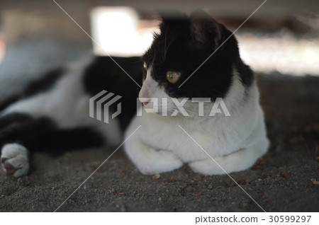 一隻貓 一隻貓 30599297