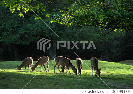 Early morning deer 30599329
