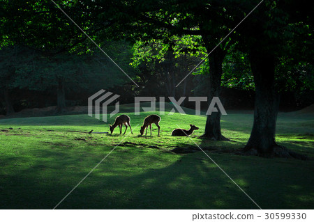 Early morning deer 30599330