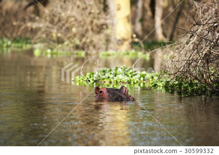hippo 30599332