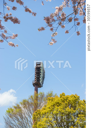 Lighting tower and cherry blossom at the Aitaka wide area park baseball field Lighting tower and cherry blossom at the Aitaka wide area park baseball field 30599857