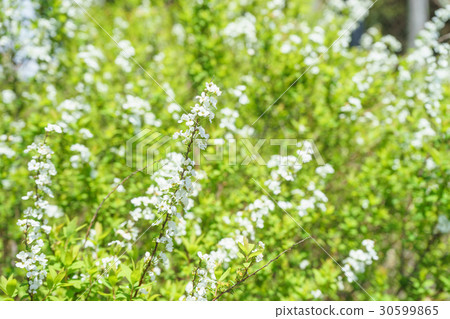 A white flower blooms Snow Yanagi A white flower blooms Snow Yanagi 30599865