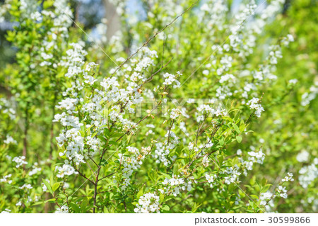 A white flower blooms Snow Yanagi A white flower blooms Snow Yanagi 30599866