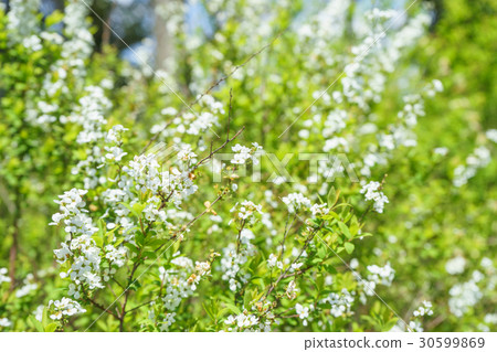 A white flower blooms Snow Yanagi A white flower blooms Snow Yanagi 30599869