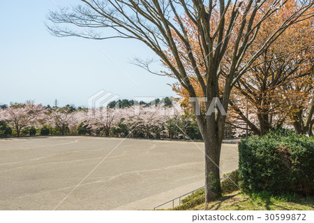 Spring love huge wide area park Spring love huge wide area park 30599872