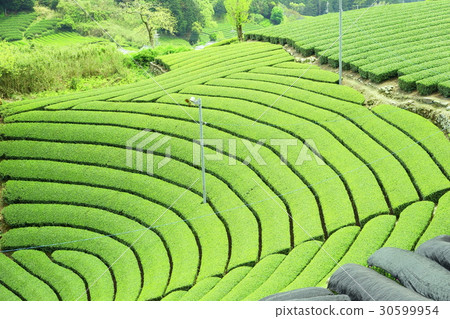 The hometown of Uji tea 30599954