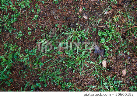 Background of dry spruce needles and grass. Background of dry spruce needles and grass. 30600192