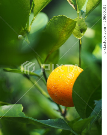 bright colorful organic orange fruit on the tree bright colorful organic orange fruit on the tree 30600193