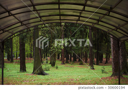 Forest mystic way, Primorye, Russia Forest mystic way, Primorye, Russia 30600194