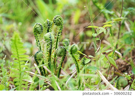 春季野菜（kogomi）（春季，四月） 30600282