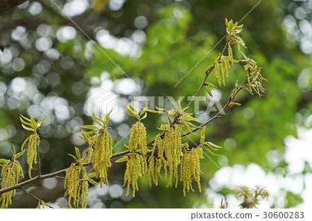 橡樹花 30600283