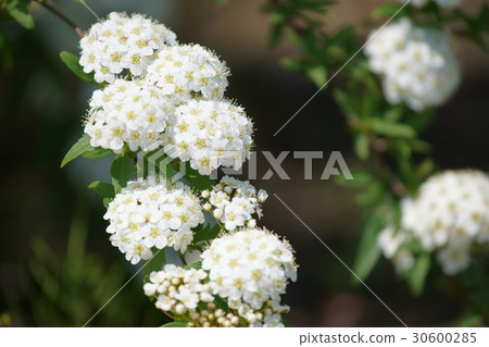 Coedemari白花 30600285