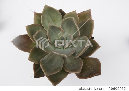 Succulent plant first love Grumpberia 30600612
