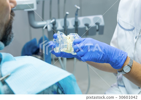 Hands holding jaw model. Hands holding jaw model. 30601042