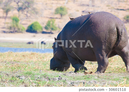 Hyppo in Botswana 30601518