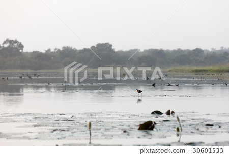 Tengrela Lake in Burkina faso Tengrela Lake in Burkina faso 30601533