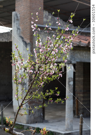 the Villla Oplontis, Naples 30601554