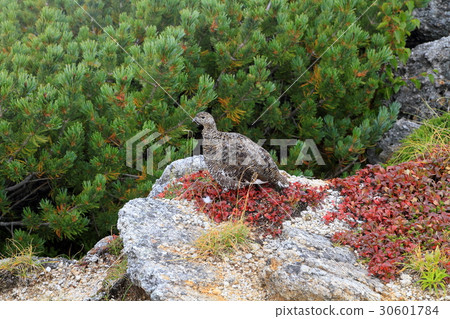 Kai Kai Kagagake in the early autumn Grouse of the summit Kai Kai Kagagake in the early autumn Grouse of the summit 30601784