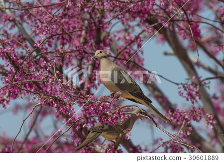 Mourning Dove in Flowering Tree 30601889