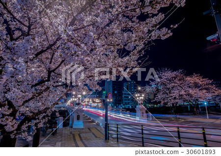 廣島市的夜櫻4 廣島市的夜櫻4 30601893