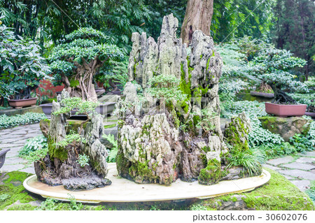 Bonzai trees from Japan Bonzai trees from Japan 30602076