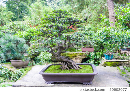 Bonzai trees from Japan Bonzai trees from Japan 30602077