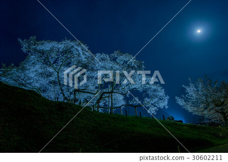 Misumi Ohira Sakura 6 30602211