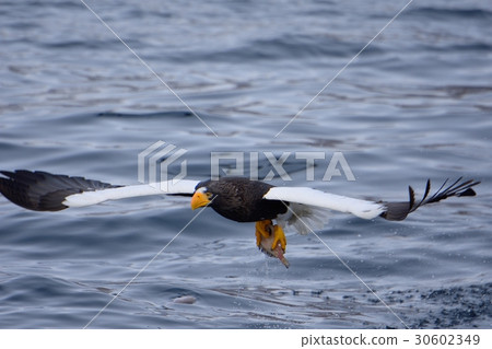 狩獵Steller的海鷹 30602349