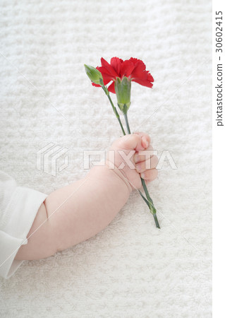 Carnations and babies Carnations and babies 30602415